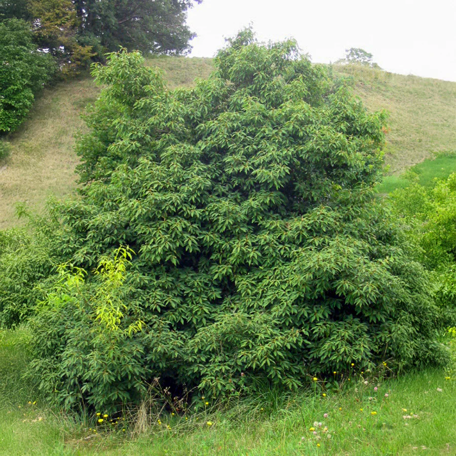 Vorschaubild 1