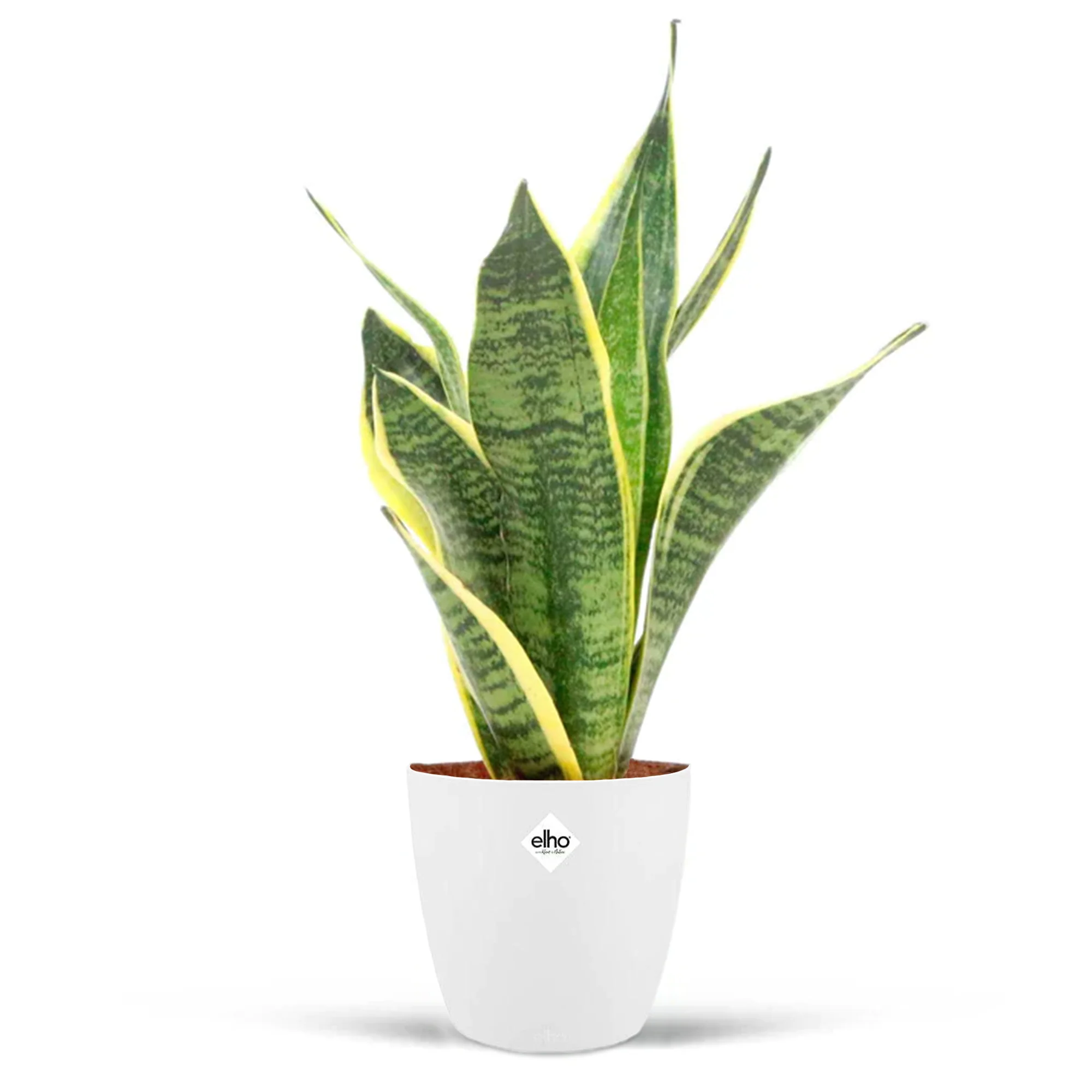 Vorschaubild 2