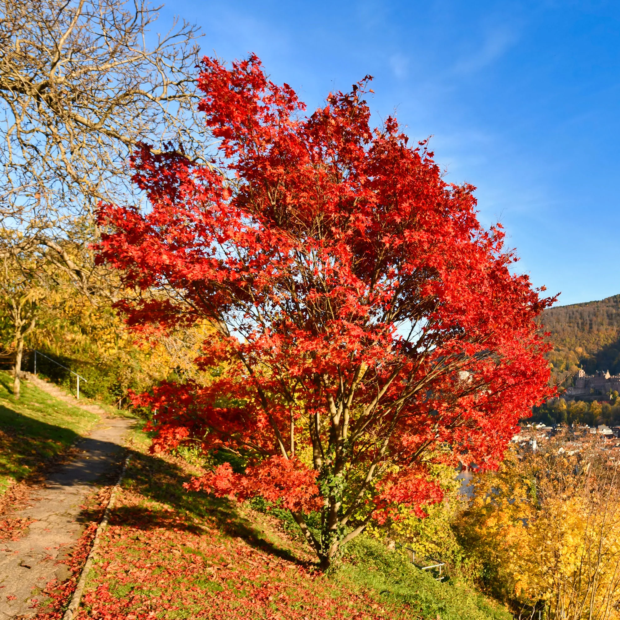 Vorschaubild 2