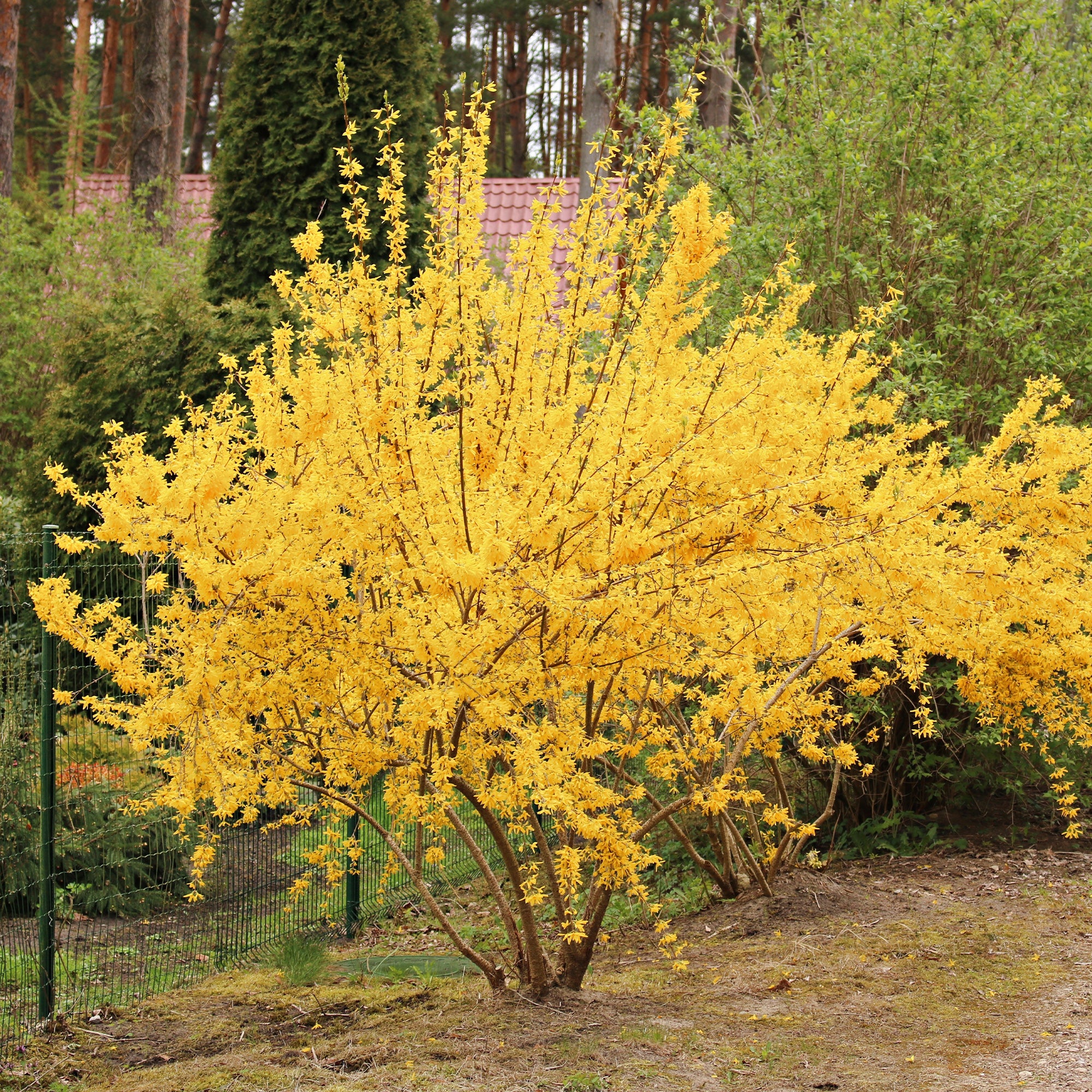 Vorschaubild 1