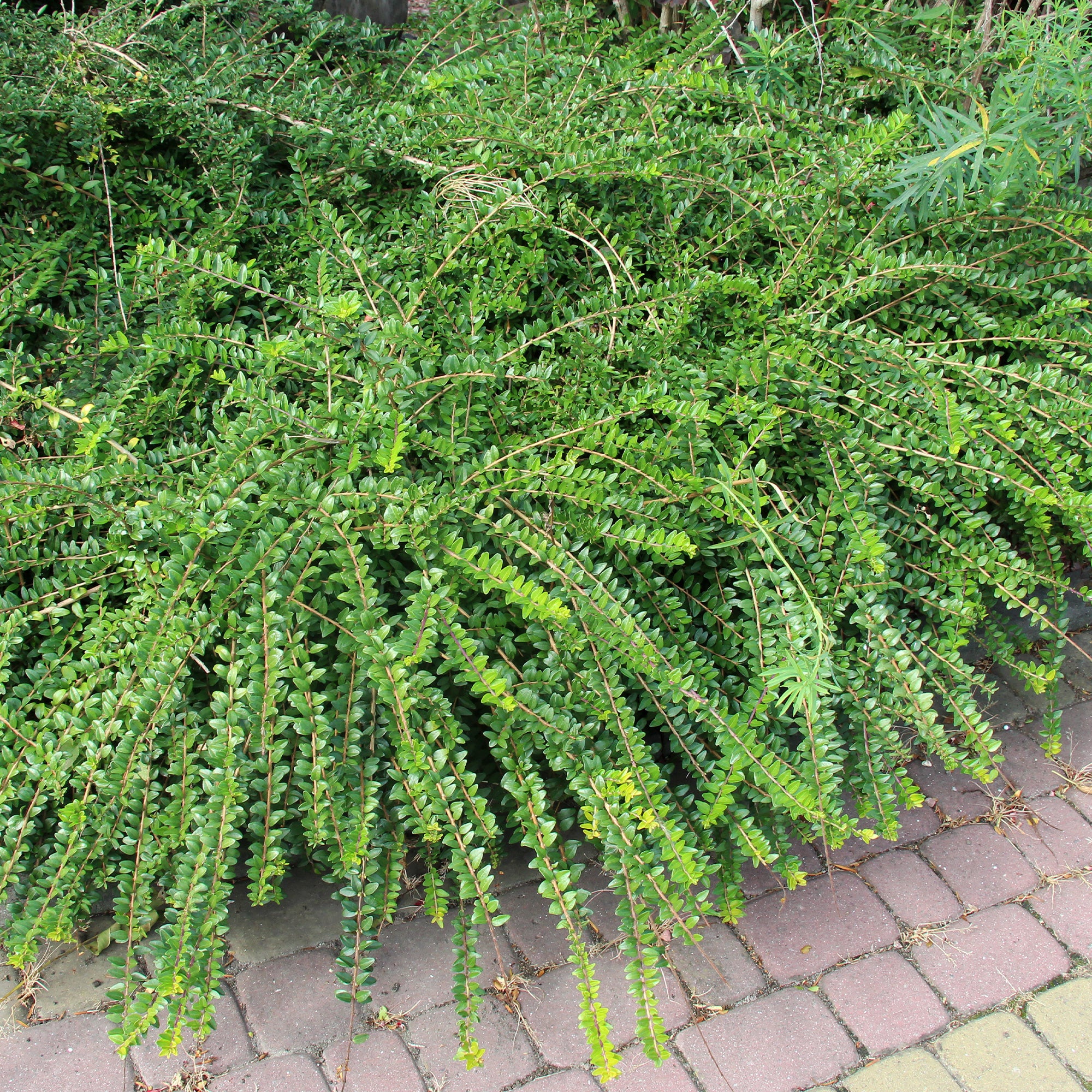 Vorschaubild 2