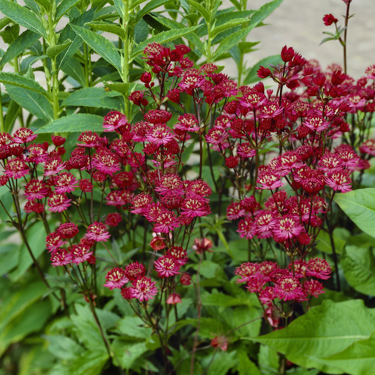 Vorschaubild 1