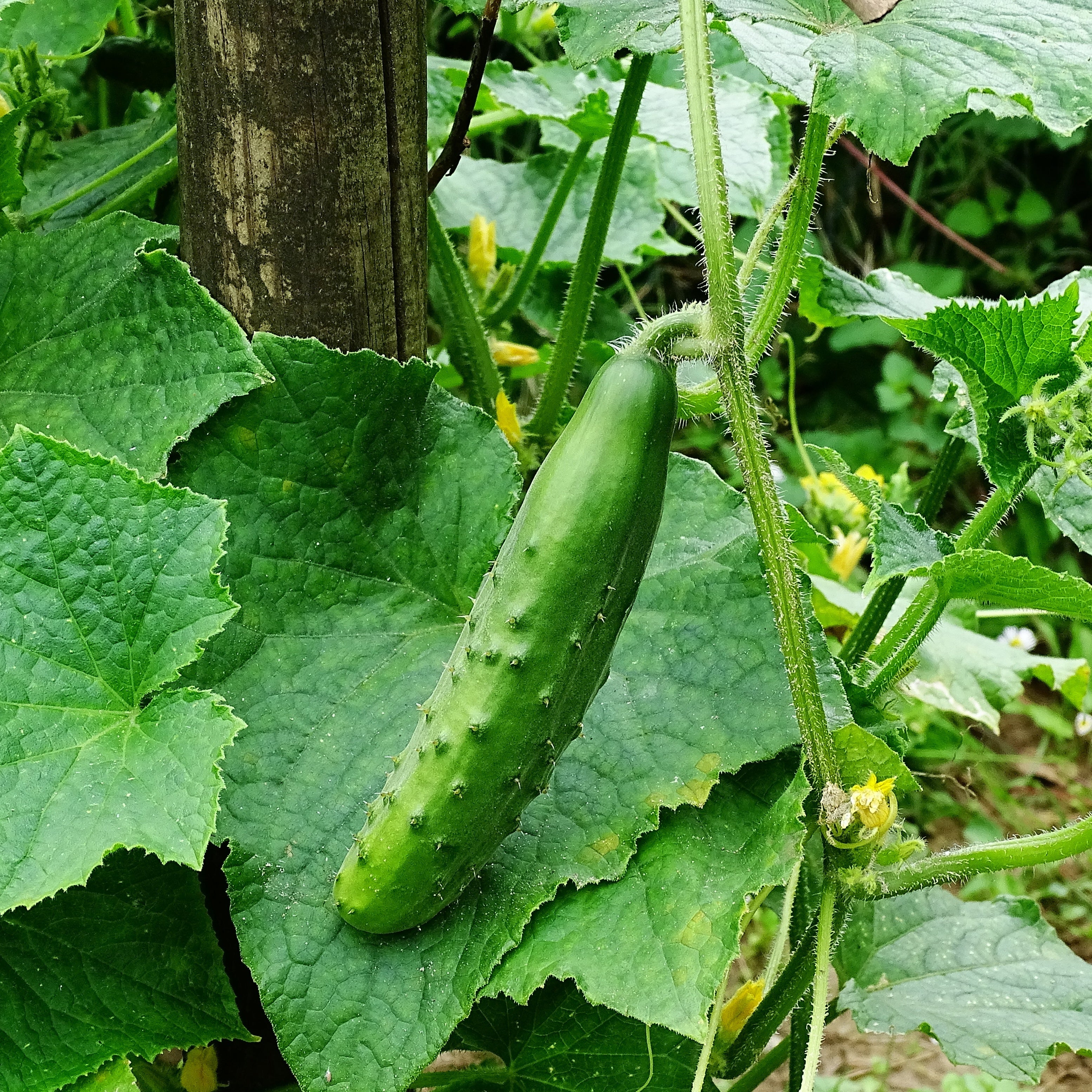 Vorschaubild 1