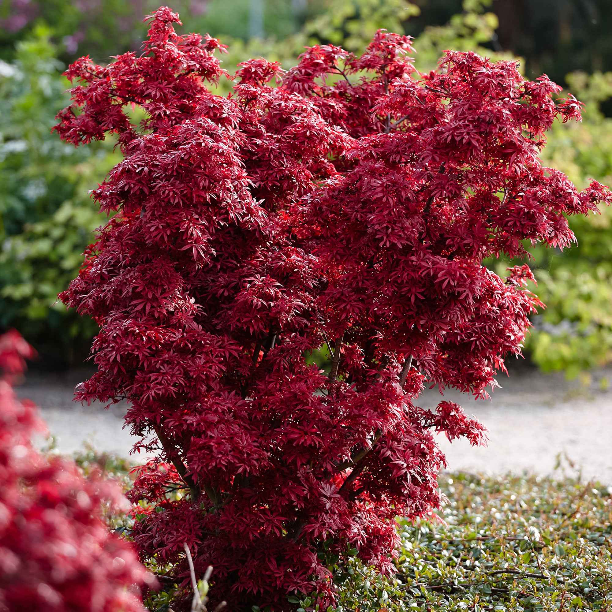 Vorschaubild 1