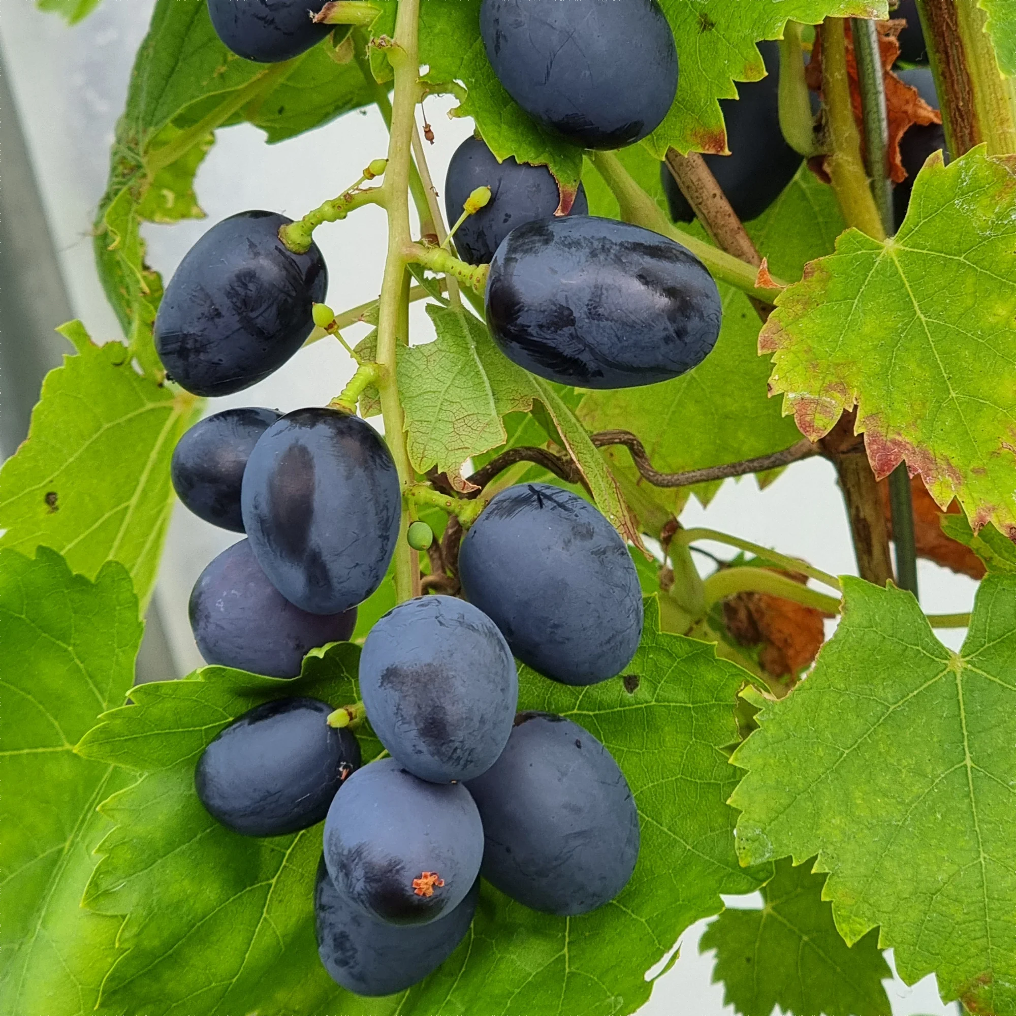Vorschaubild 1