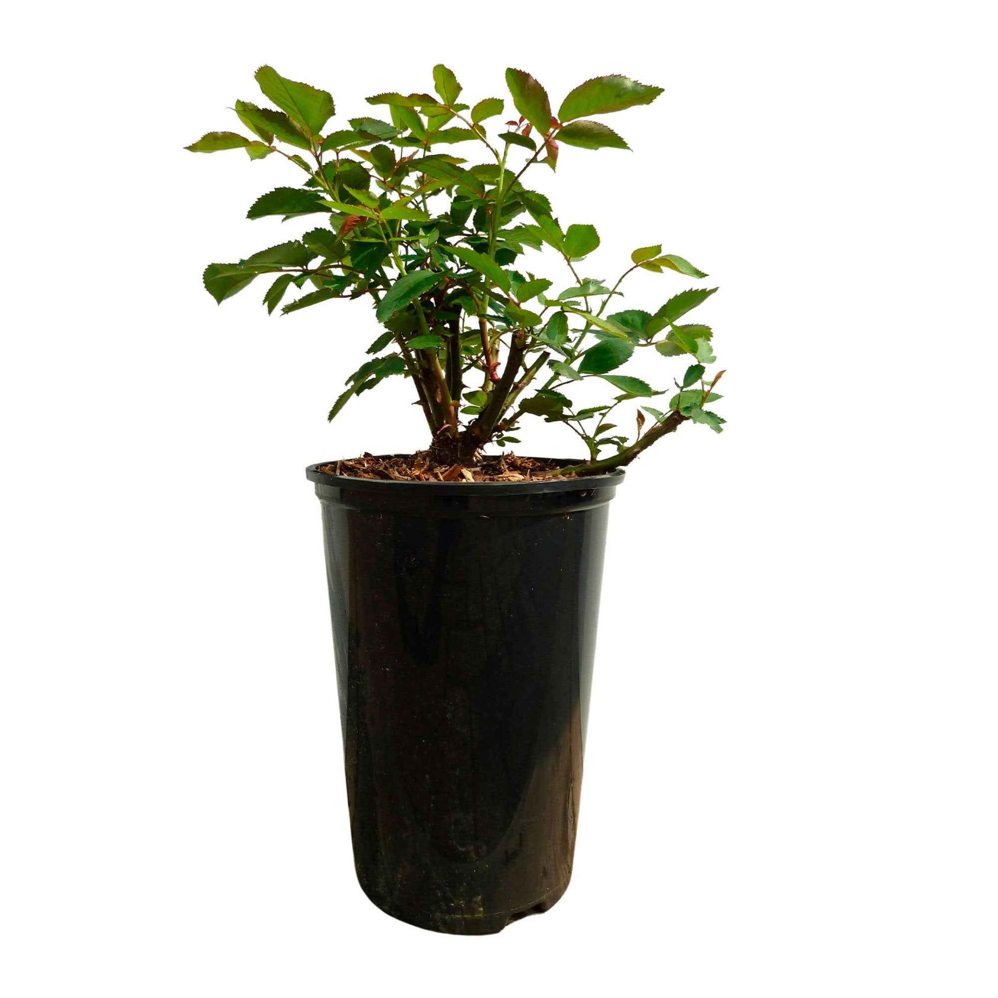 Produktbild 4