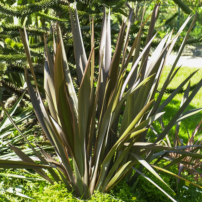 Neuseeländischer Flachs - Phormium