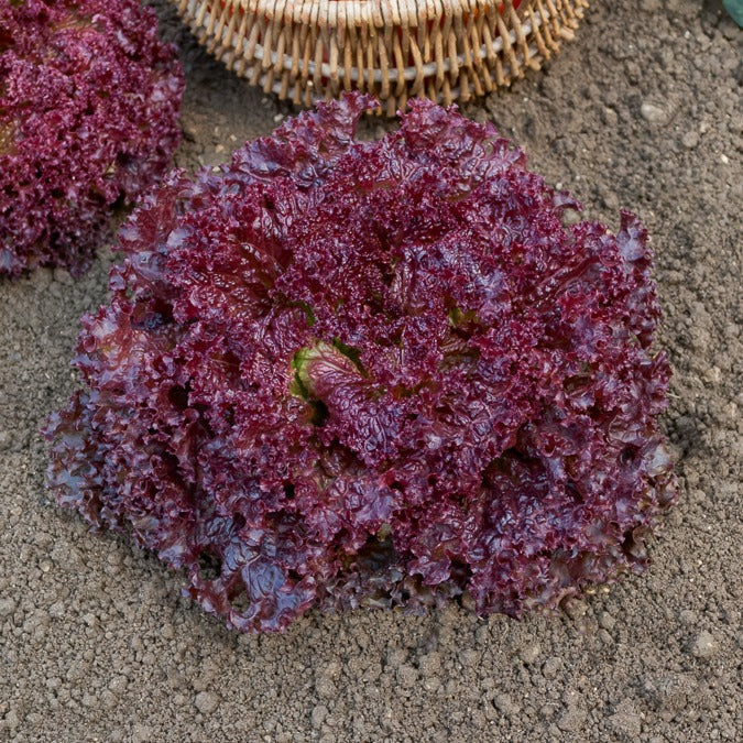 Vorschaubild 2