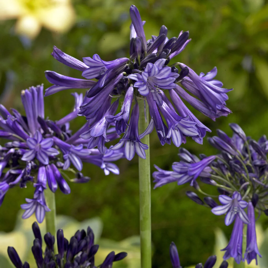 Vorschaubild 1