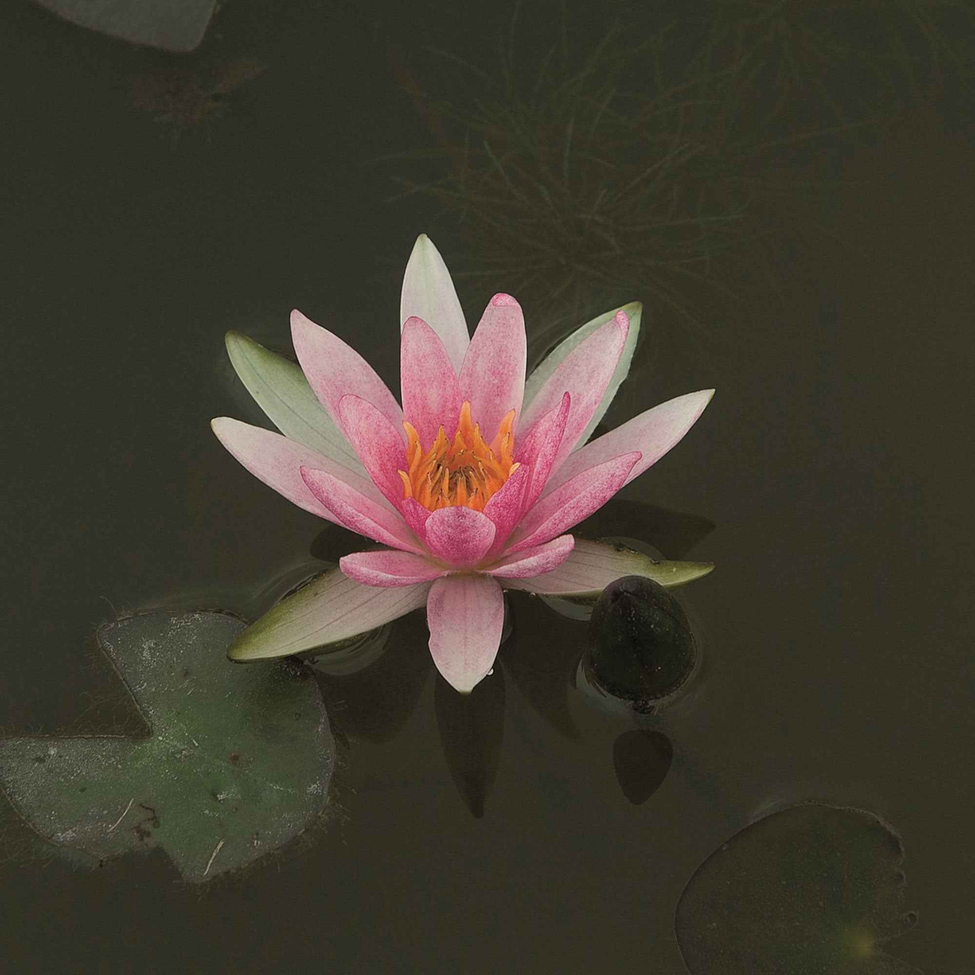 Vorschaubild 1