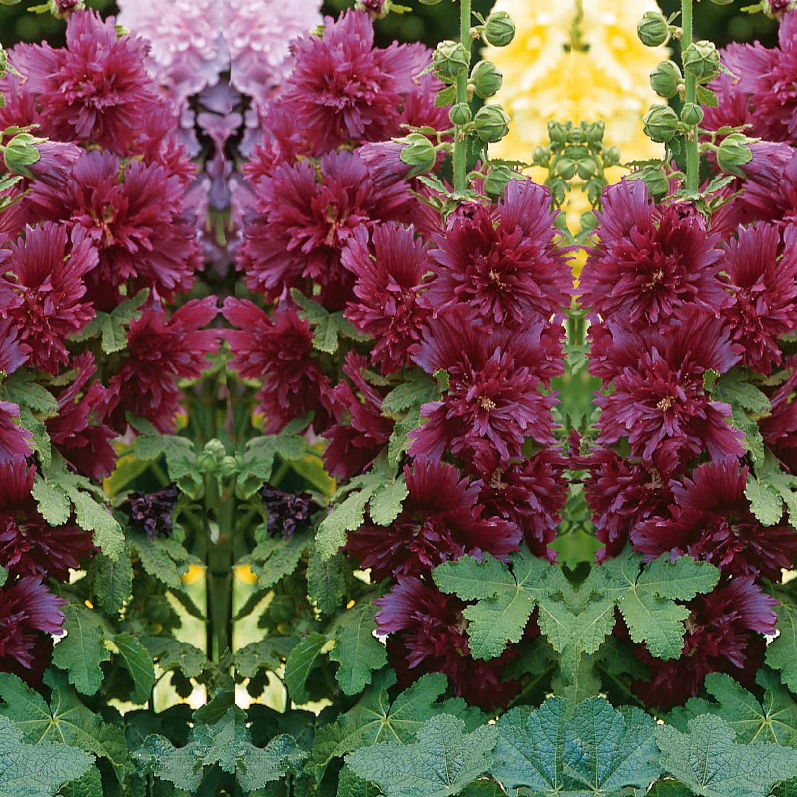 Vorschaubild 2