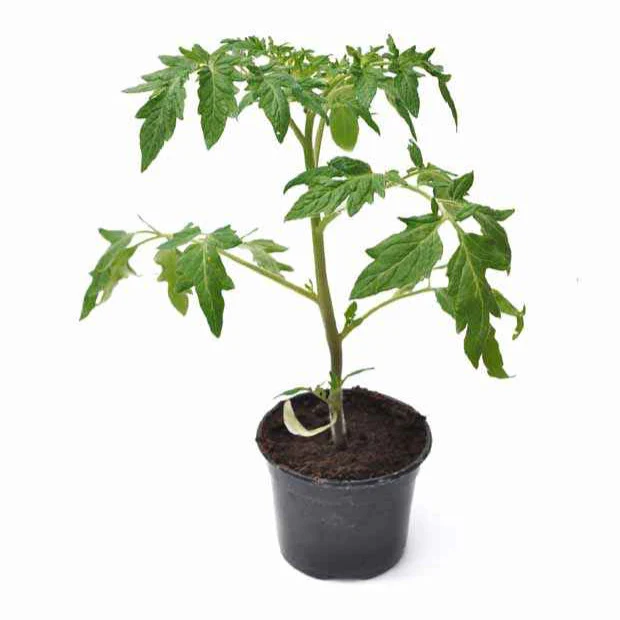 Produktbild 4